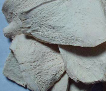 dehydrated horse-radishes